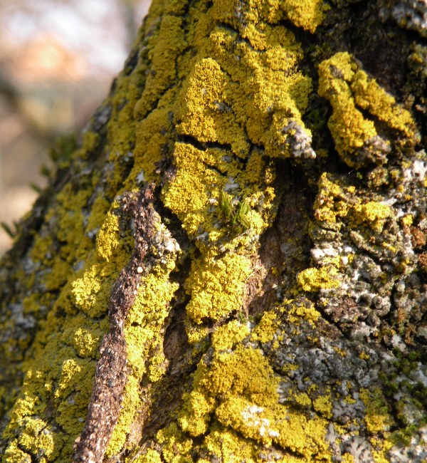 Licheni in un frutteto lomellino - Xanthoria parietina e alt
